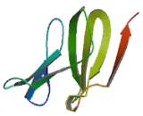 Small Nuclear Ribonucleoprotein 40kDa (SNRNP40)