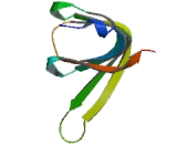 Small Nuclear Ribonucleoprotein Polypeptide B (SNRPB)