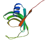 Small Nuclear Ribonucleoprotein Polypeptide D2 (SNRPD2)