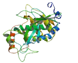 Mitochondrial Elongation Factor 1 (MIEF1)