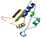 Sodium Dependent Dicarboxylate Cotransporter 3 (NADC3)