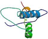 Sodium Dependent Phosphate Transport Protein 1 (NPT1)