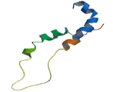 Sodium Dependent Vitamin C Transporter 2 (SVCT2)