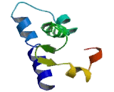 Sodium/Glucose Cotransporter 2 (SGLT2)