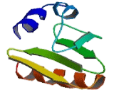 Sodium/Myo Inositol Cotransporter (SMIT)