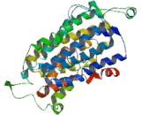 Solute Carrier Family 15, Member A5 (SLC15A5)