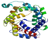 Solute Carrier Family 25, Member 33 (SLC25A33)