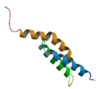 Solute Carrier Family 28, Member 3 (SLC28A3)