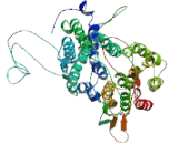 Solute Carrier Organic Anion Transporter Family, Member 1B2 (SLCO1B2)