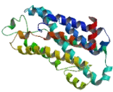 Somatostatin Receptor 4 (SSTR4)