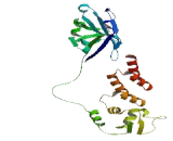 Speckle Type POZ Like Protein (SPOPL)