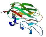 Sperm Associated Antigen 4 (SPAG4)