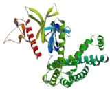 Spermatogenesis Associated Protein 13 (SPATA13)