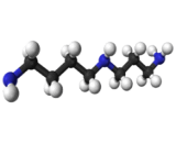 Spermidine (SMD)