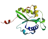 Spermidine/Spermine N1-Acetyltransferase 1 (SAT1)