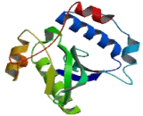 Spermidine/Spermine N1-Acetyltransferase 2 (SAT2)