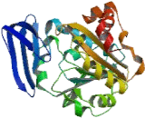 Spermidine Synthase (SRM)