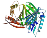 Spermine Synthase (SMS)