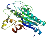 Sphingomyelin Phosphodiesterase, Acid Like 3A (SMPDL3A)