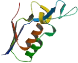 Sphingomyelin Phosphodiesterase, Acid Like 3B (SMPDL3B)