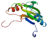 Sphingomyelin Phosphodiesterase 3 (SMPD3)