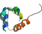 Sphingomyelin Synthase 1 (SGMS1)