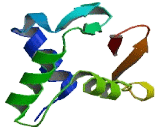 Spi-C Transcription Factor (SPIC)