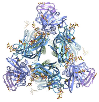 Spike protein, PEDV (S protein)