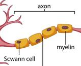 Spinal Cord Neuron Cells (SCN)