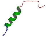 Splicing Factor 3A Subunit 3 (SF3A3)