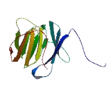 Splicing Factor 3B Subunit 3 (SF3B3)