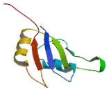 Splicing Factor 3B Subunit 4 (SF3B4)