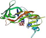 Squalene Epoxidase (SQLE)