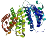 Squamous Cell Carcinoma Antigen Recognized By T-Cells 1 (SART1)