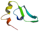 Sra Stem Loop Interacting RNA Binding Protein (SLIRP)