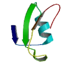 Src Homology 2 Domain Containing Adapter Protein B (SHB)