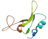 Src Homology 2 Domain Containing Protein E (SHE)