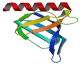 Src Kinase Associated Phosphoprotein 1 (SKAP1)