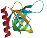 Src Kinase Associated Phosphoprotein 2 (SKAP2)