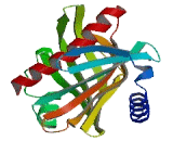 StAR Related Lipid Transfer Domain Containing Protein 4 (STARD4)