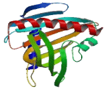 StAR Related Lipid Transfer Domain Containing Protein 6 (STARD6)