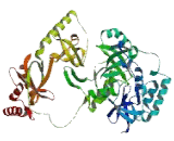 Staphylococcal Nuclease Domain Containing Protein 1 (SND1)