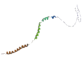 Stathmin 3 (STMN3)