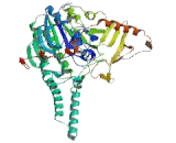 Steroid Sulfatase Isozyme S (STS)