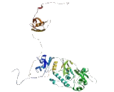 Sterol-O-Acyltransferase 1 (SOAT1)