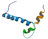 Stimulated By Retinoic Acid Gene 8 (STRA8)