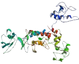 Storkhead Box Protein 1 (STOX1)