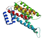 Stratifin (SFN)