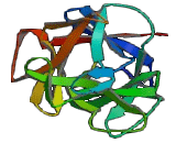 Stromal Cell Derived Factor 2 (SDF2)