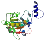 Structural Maintenance Of Chromosomes Flexible Hinge Domain Containing Protein 1 (SMCHD1)